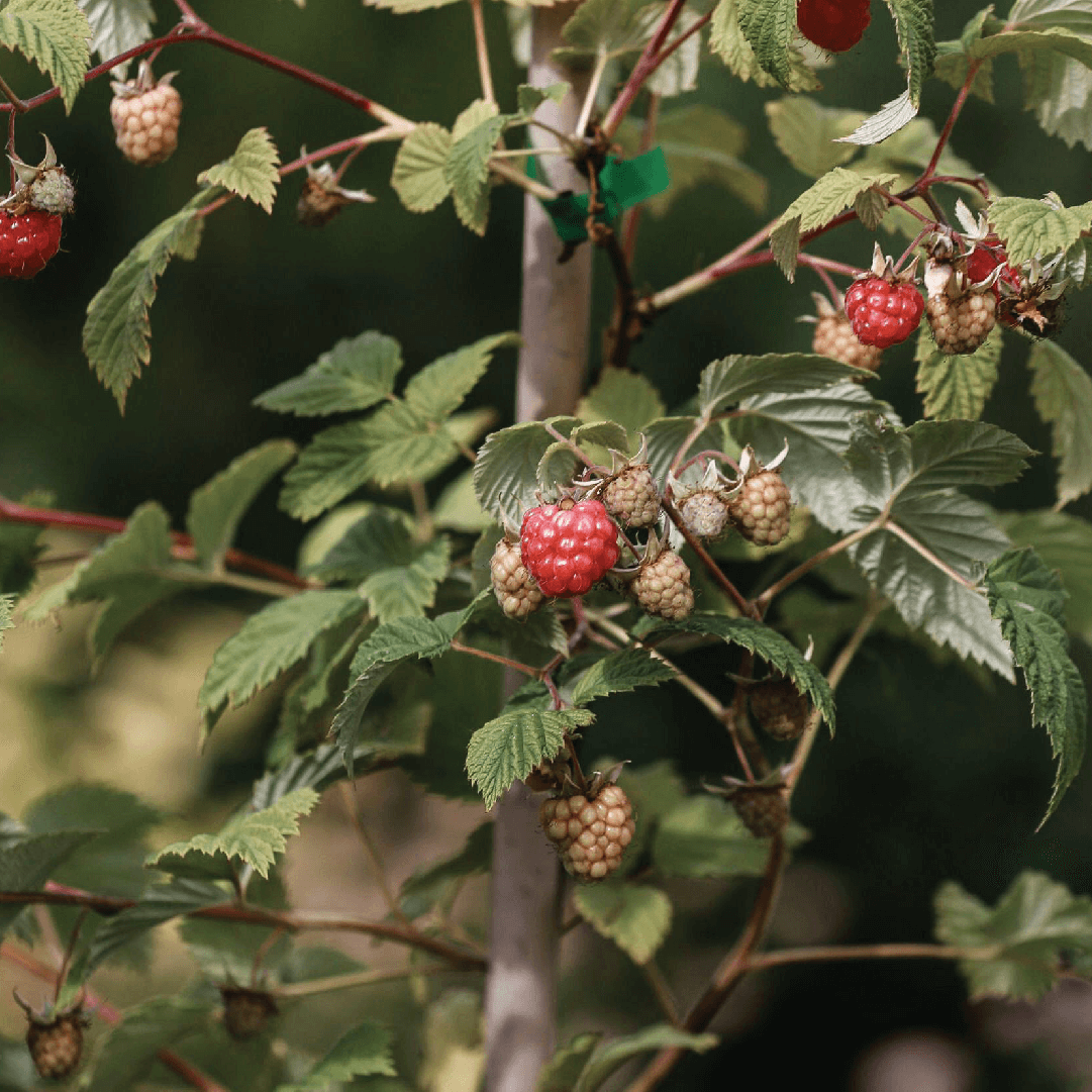 Raspberry Facial Spray