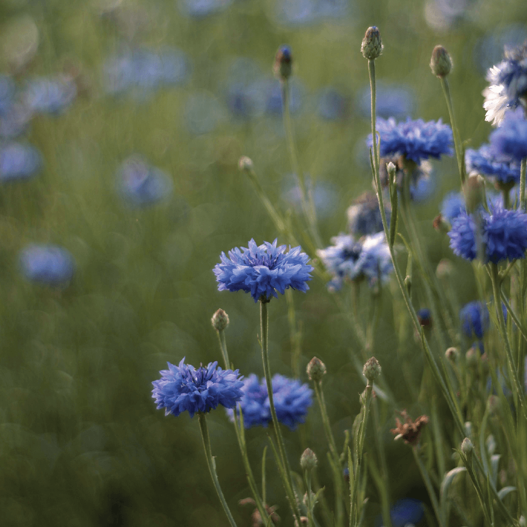 Cornflower Facial Spray