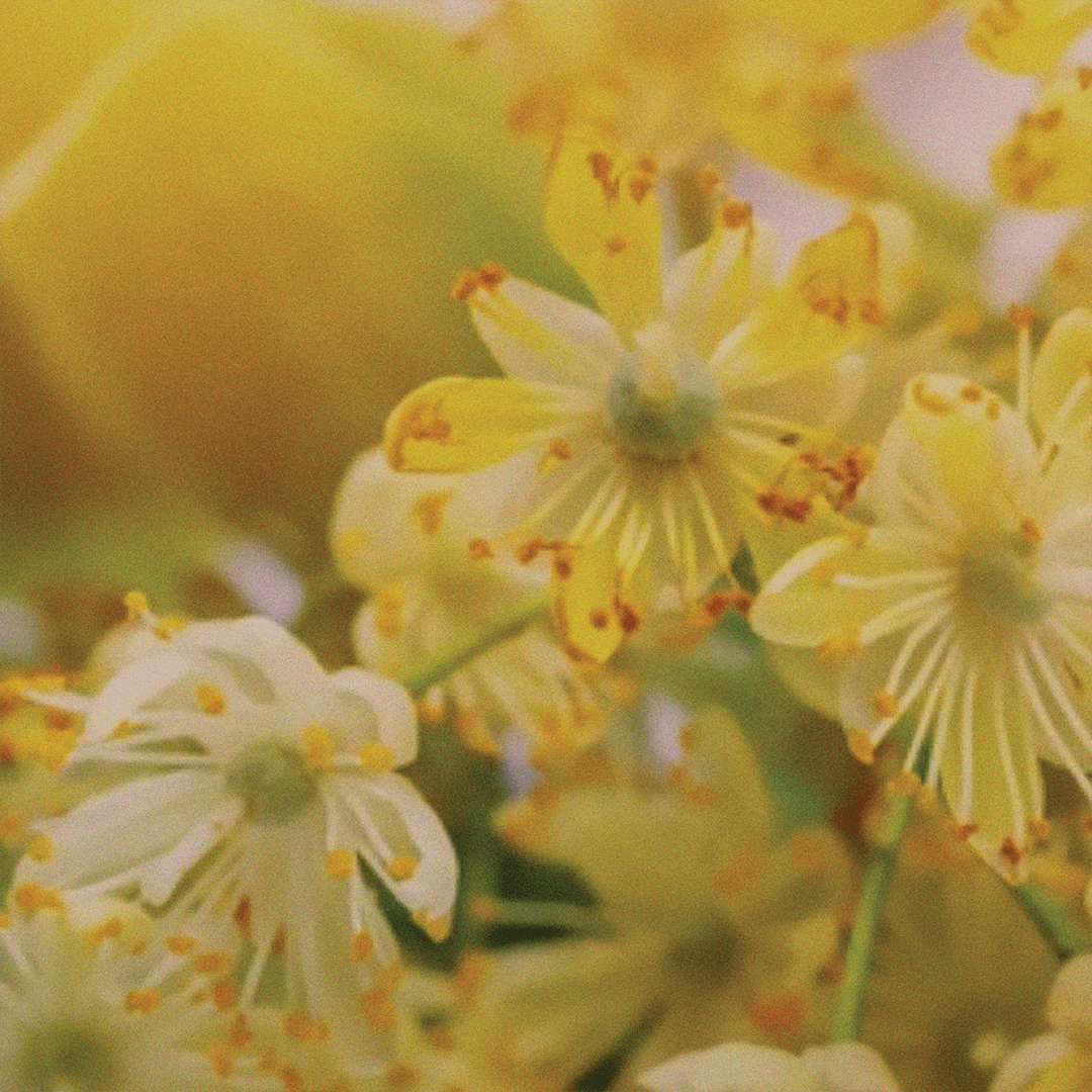 Linden Blossom Facial Spray