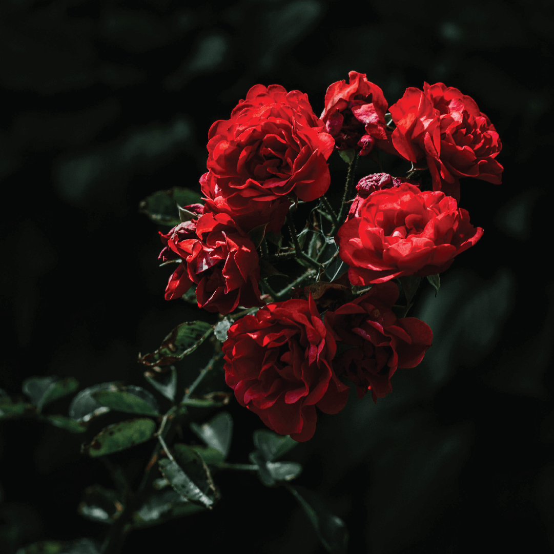 Rose Facial Spray