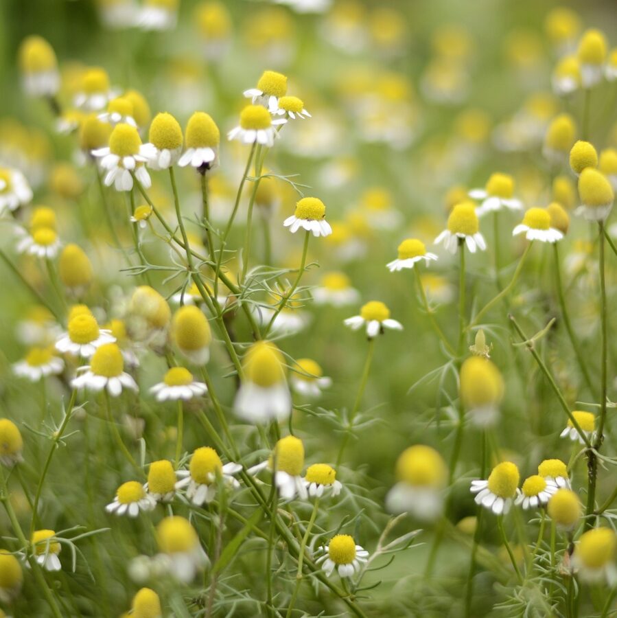 Ārstniecības augi senatnē