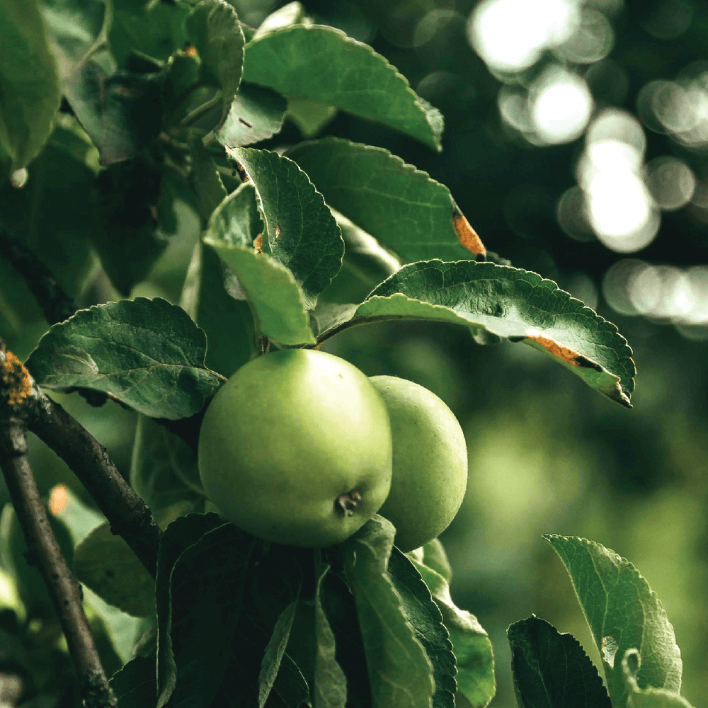 Natural cosmetics and sustainability