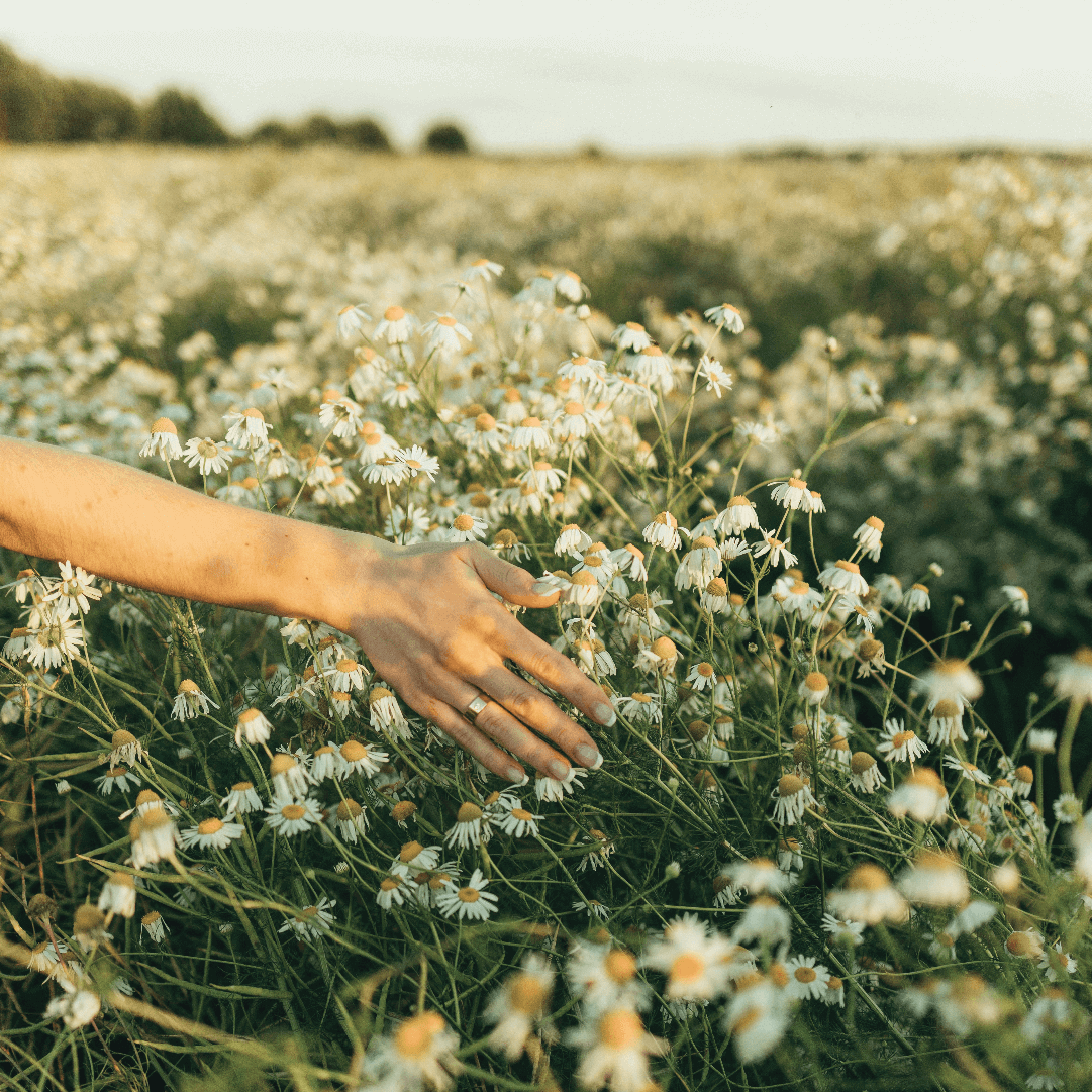 Prepare Your Skin for the Colder Months wih Chamomile Products