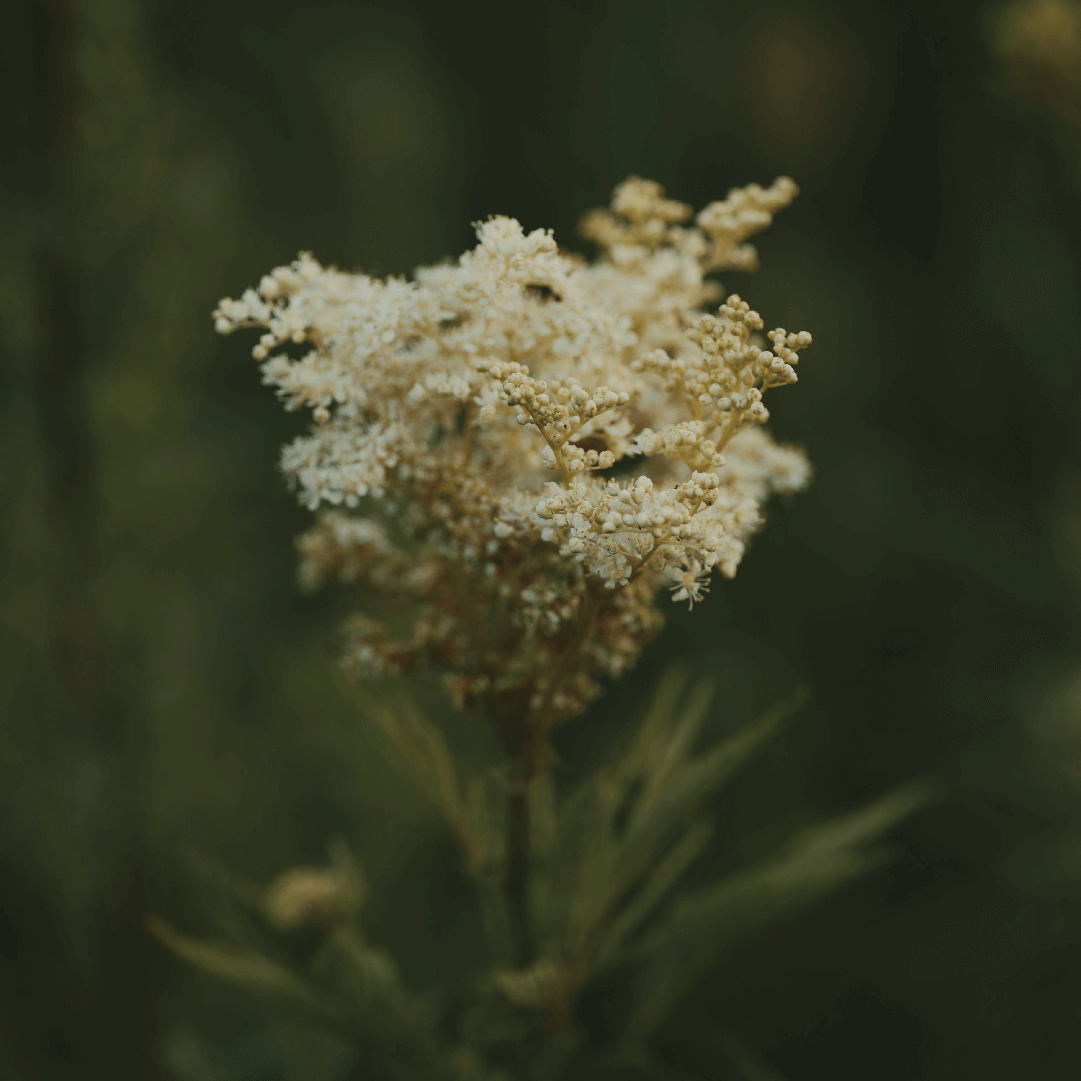 Meadowsweet Facial Spray