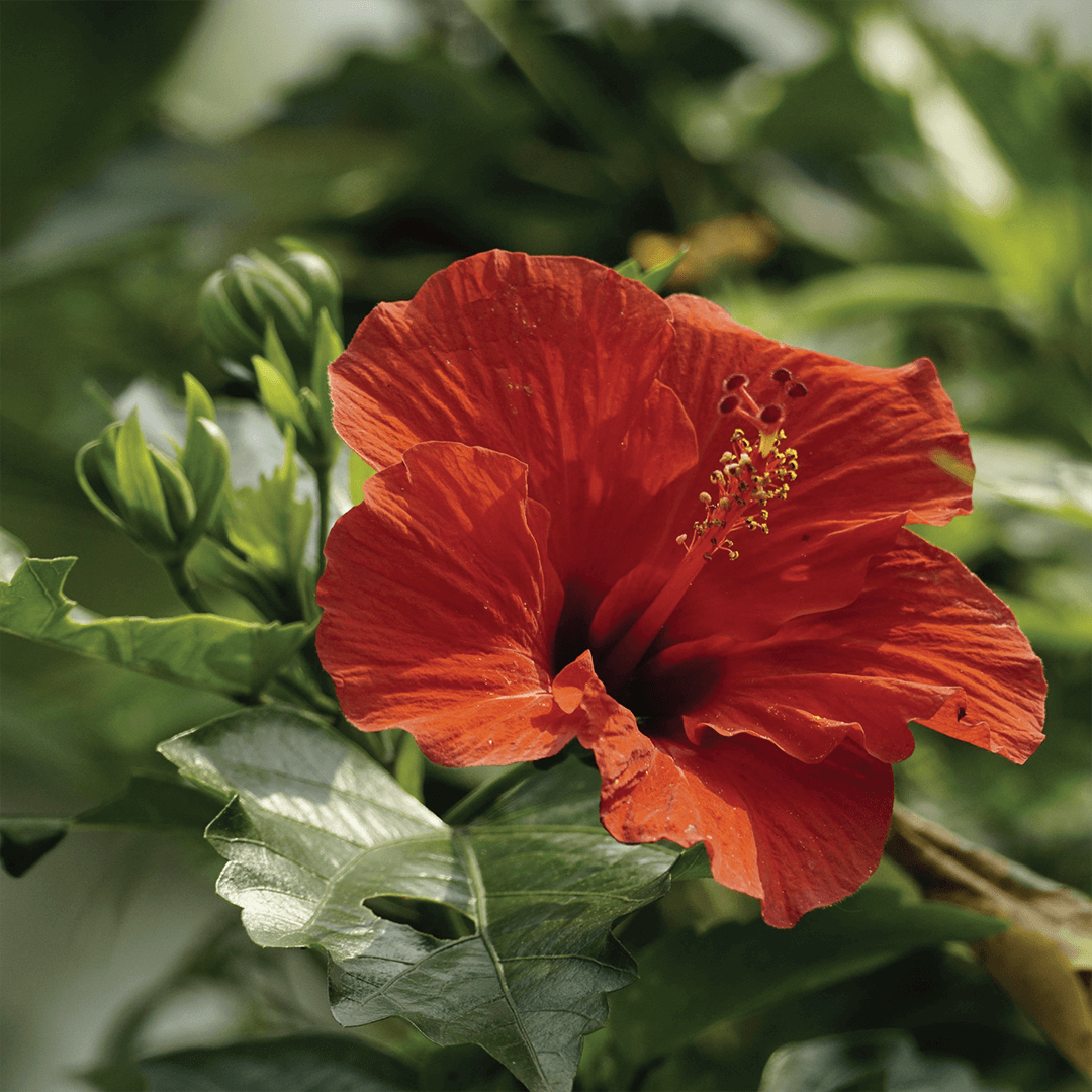 Peel-off sejas maska ar rožūdeni un hibisku