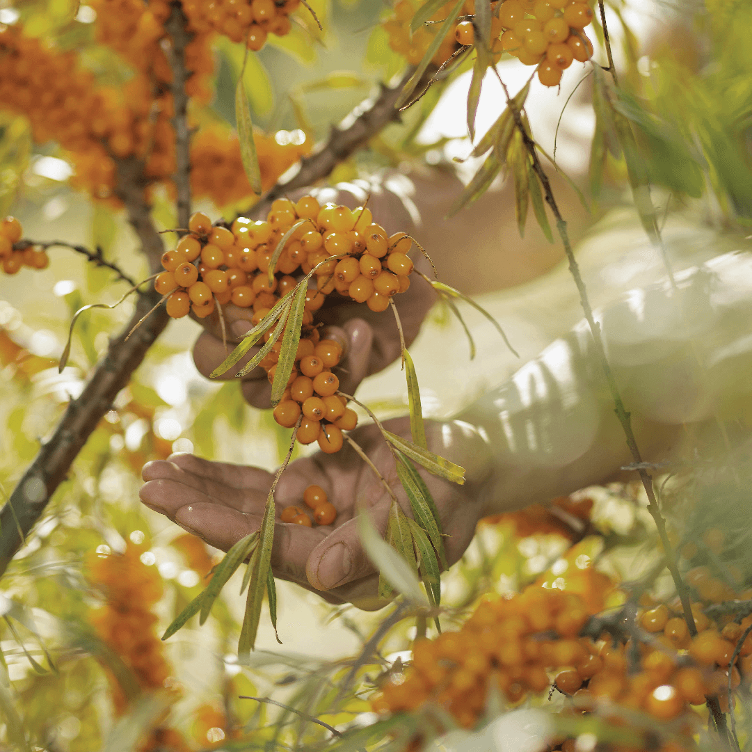 Sea Buckthorn Facial Spray