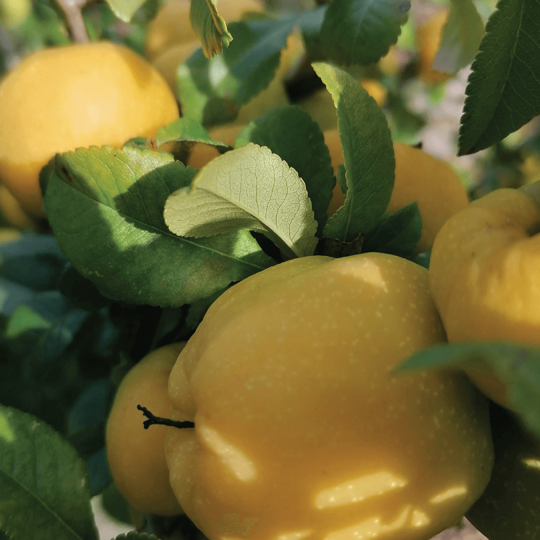 Quince Lip Balm